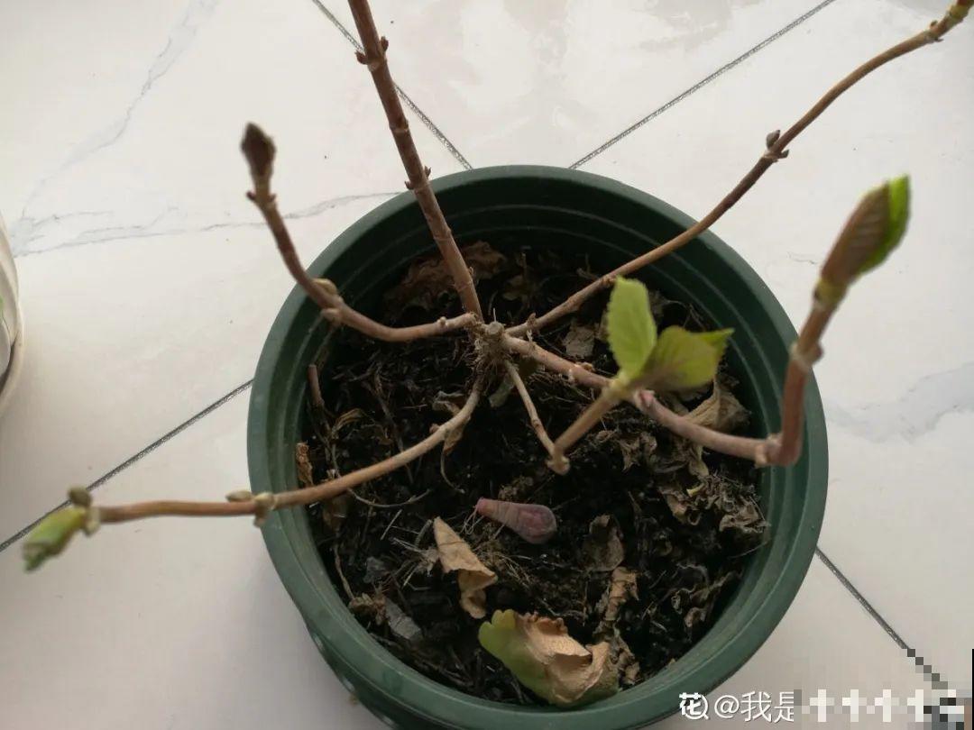 换盆也有限制，正在开花的植物不能换，不然花容易死