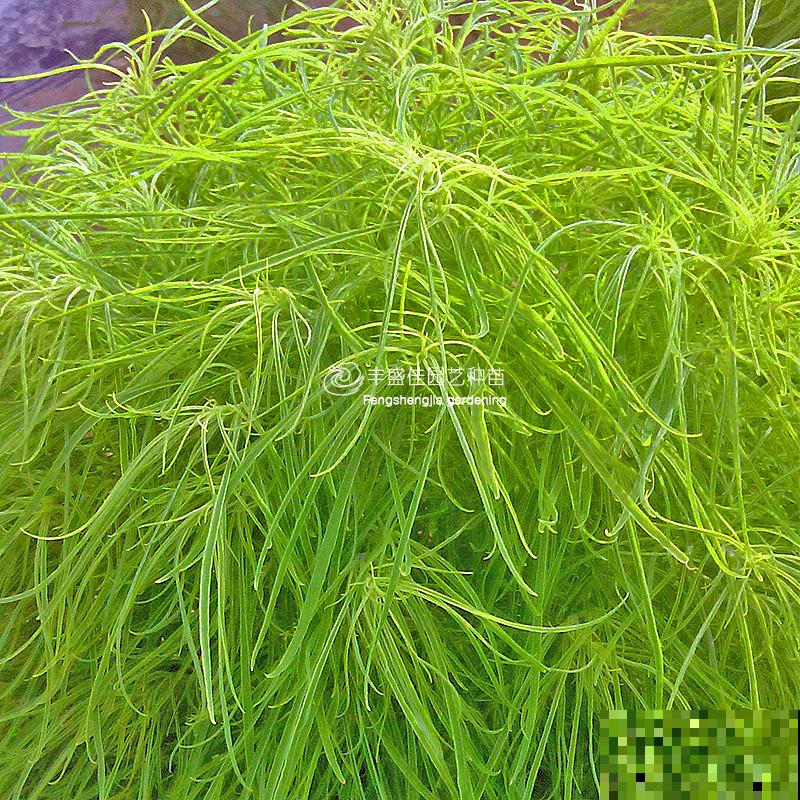 小时候院子里常见的地肤草，原来就是笤帚苗，长知识了！