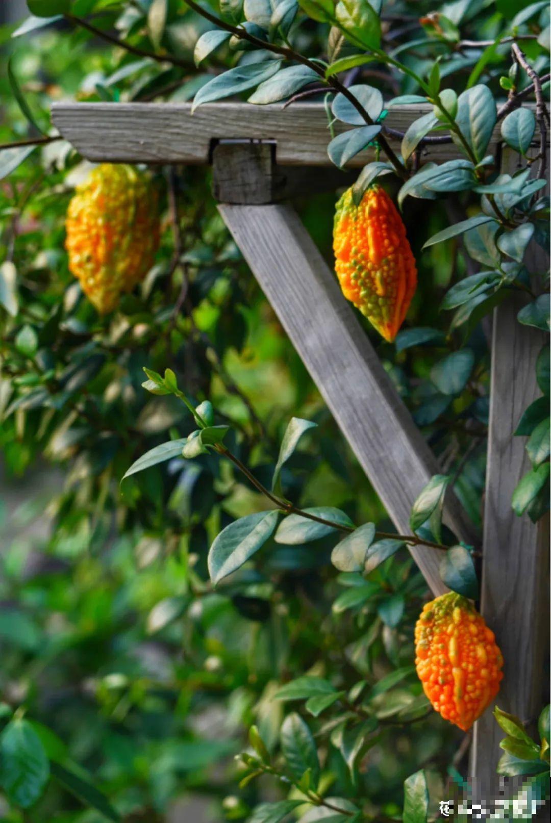 梦想有个院子，养花弄草，过舒心日子！