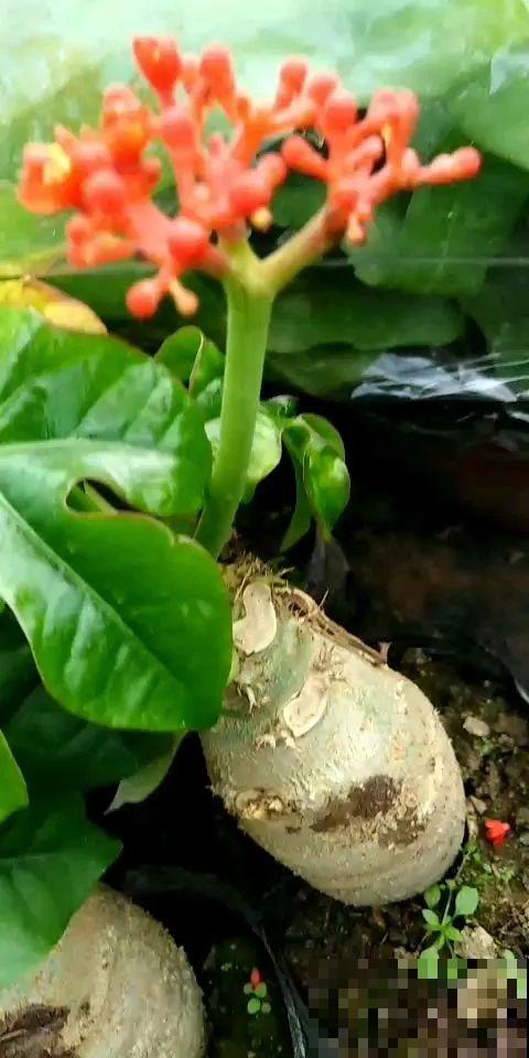 农村树上长出大萝卜?开出灯笼花,价格贵的出奇! 农村树上长出大萝卜?开出灯笼花,价格贵的出奇!