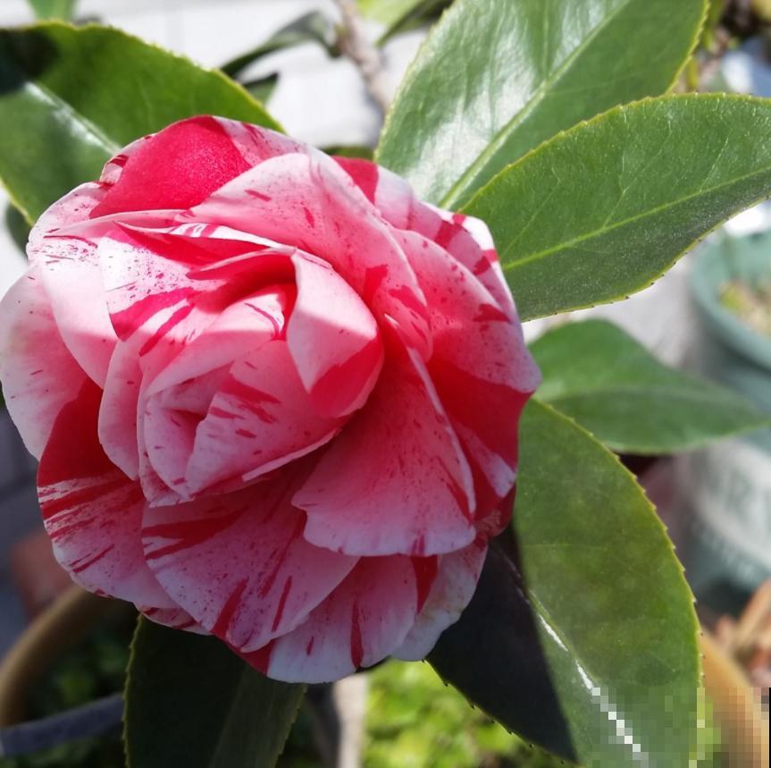 越养越升值的6种花，养花相当于赚钱，你养了吗？