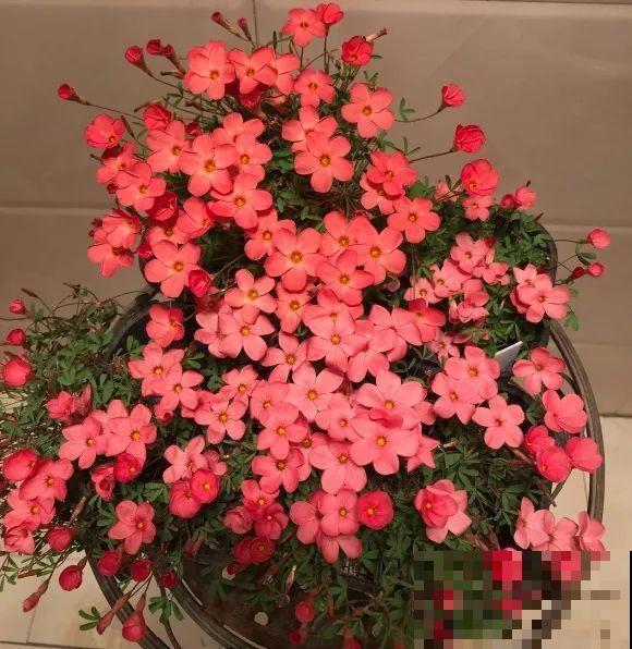 光照不好不要紧，浴霸照一照，花开爆盆！