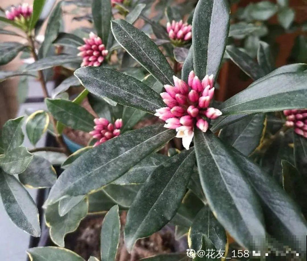 16种高颜值花，冬天耐寒不娇气，新手也能养爆盆