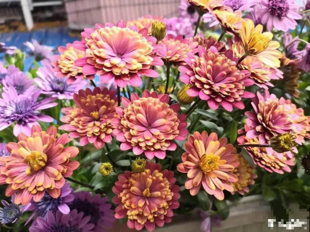 5年的花园，消失只要3天，全没了……