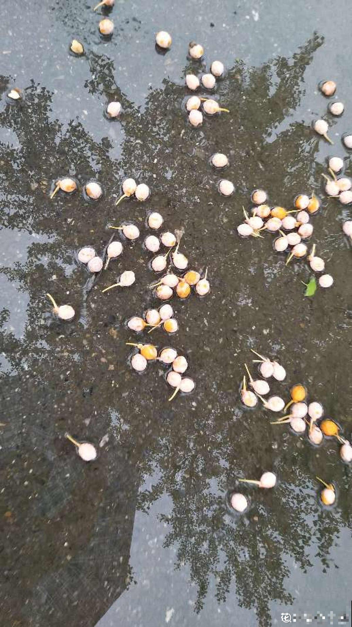 白果挂满银杏树枝头，有人说大补，有人说有毒，到底能不能吃？