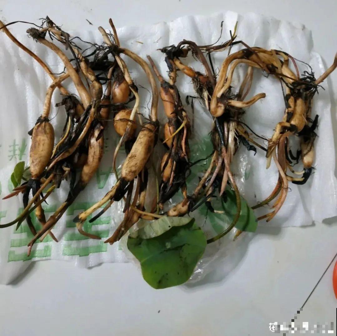 春天给花分株，1盆变成多盆，很快爆盆