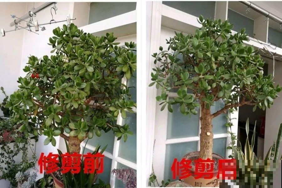 3月是给花剃头的好时机,现在狠心剪,下月就开花 3月是给花剃头的好时机,现在狠心剪,下月就开花