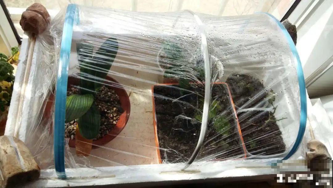 10个养花偏方,一般人我不告诉他,养花太好用 10个养花偏方,一般人我不告诉他,养花太好用