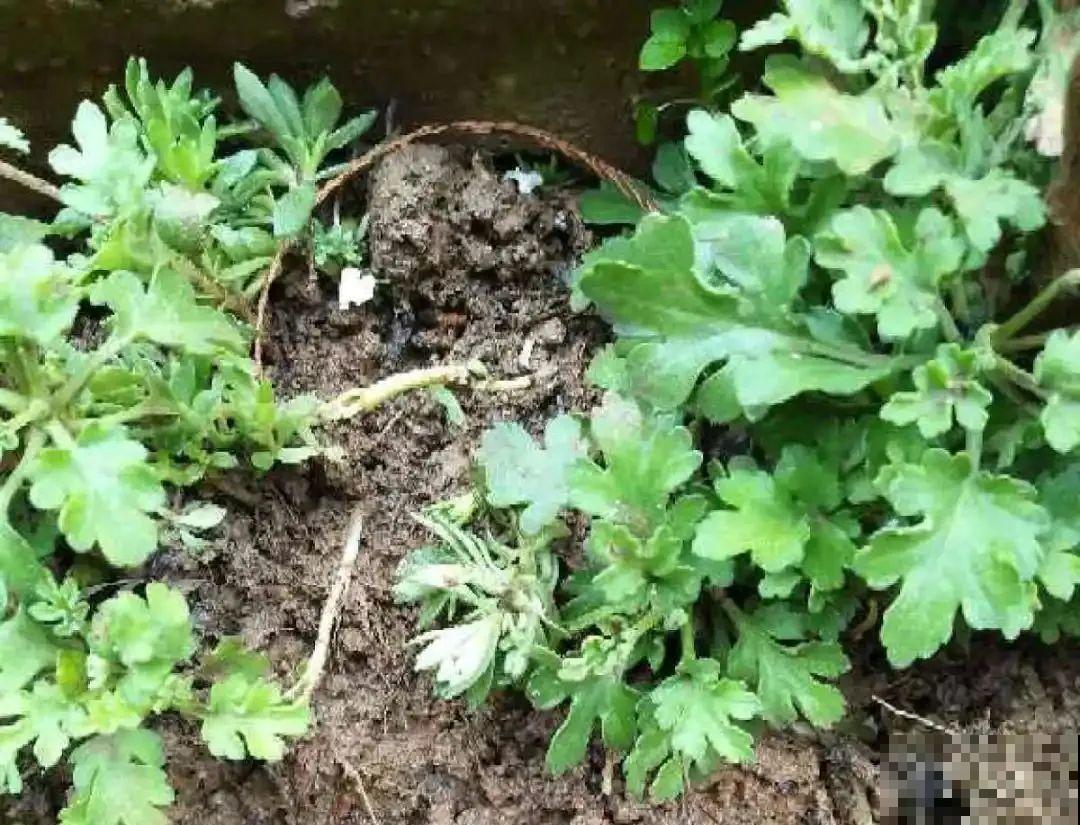 春天给花分株，1盆变成多盆，很快爆盆