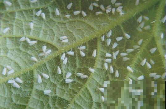 养花常见的3种虫害,只要做到对虫下药,保证药到虫灭! 养花常见的3种虫害,只要做到对虫下药,保证药到虫灭!