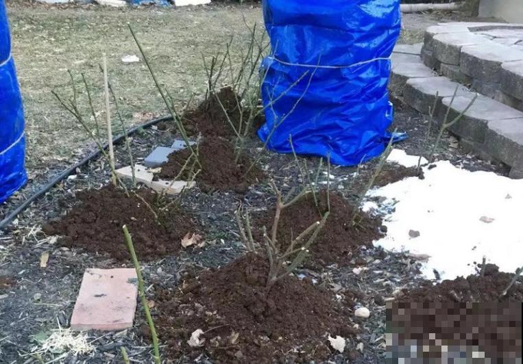 腊月养花禁忌，一定要保暖，不然花很快就死