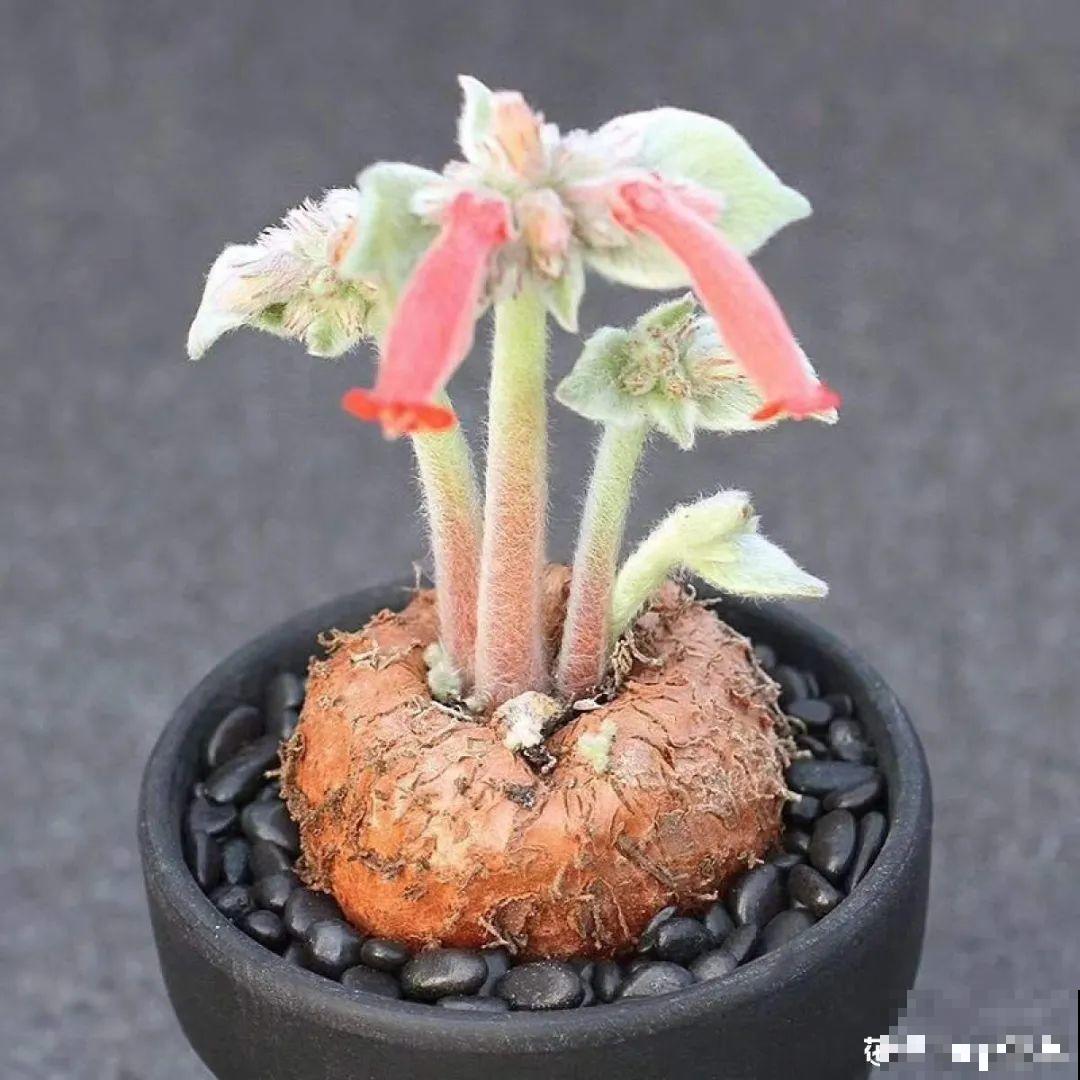 农村树上长出大萝卜?开出灯笼花,价格贵的出奇! 农村树上长出大萝卜?开出灯笼花,价格贵的出奇!