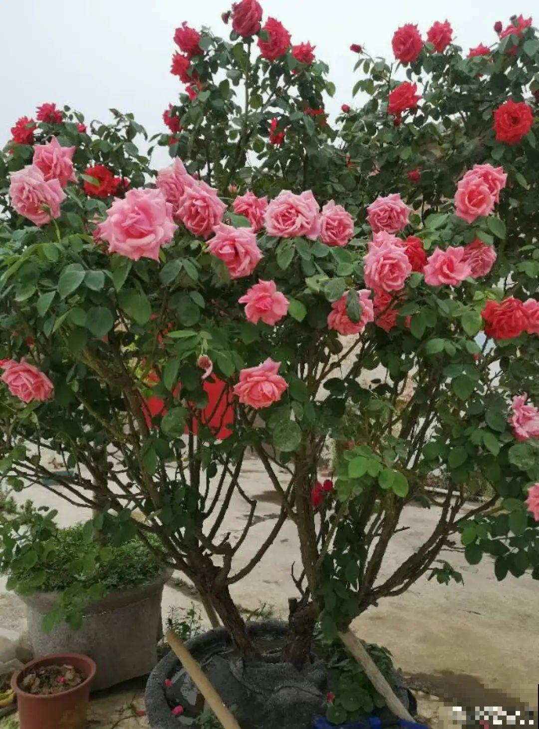 5种花养在小花盆里，只要养两年，就能变成老桩