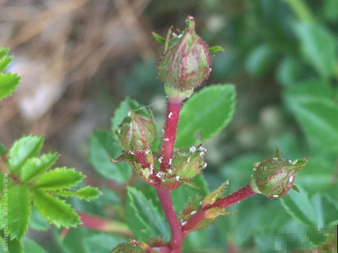 惊蛰之后，小虫乱飞，教你16种杀虫方法
