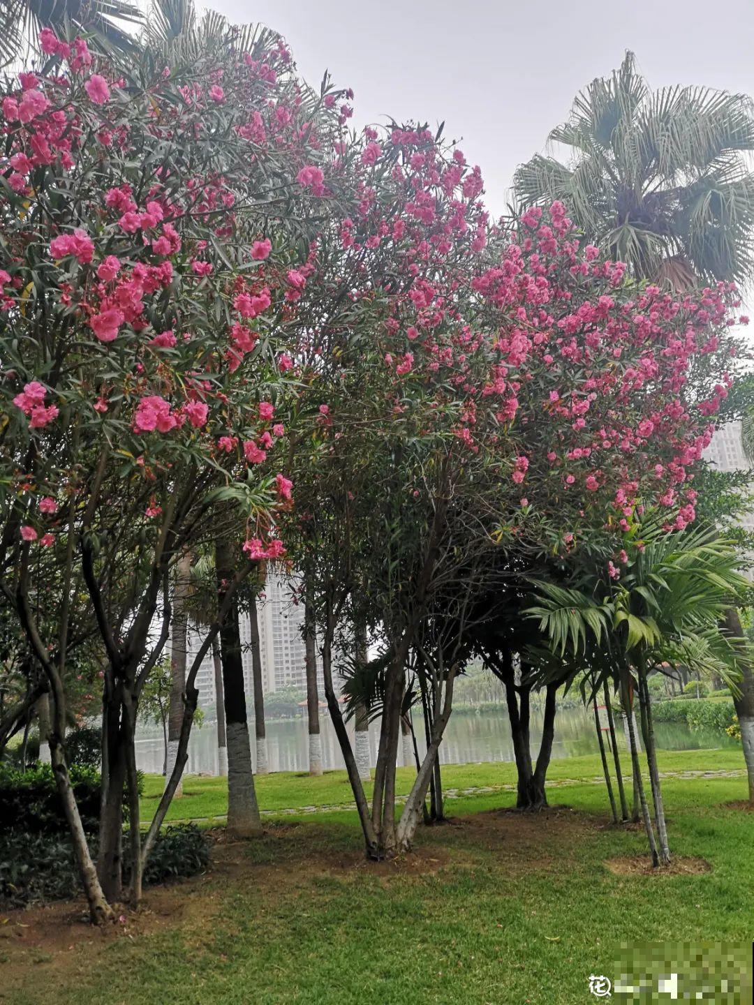 让人又爱又恨的8种花，直接扔掉太可惜，但是有剧毒，真令人头疼