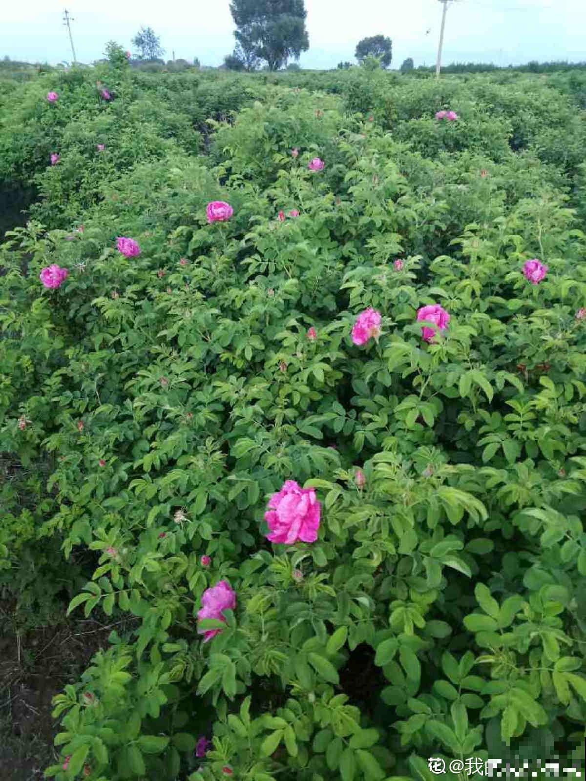 4种花可以吃,做成美食特简单,口味很独特 4种花可以吃,做成美食特简单,口味很独特