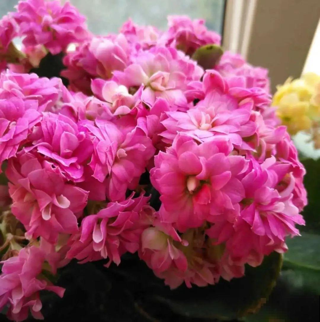 不同的花有不同的性格,你养的花,代表你是什么样的人? 不同的花有不同的性格,你养的花,代表你是什么样的人?