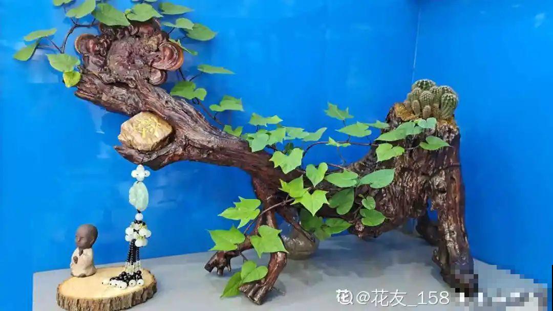 路边别人丢的大花盆，看着眼馋，好想捡回家