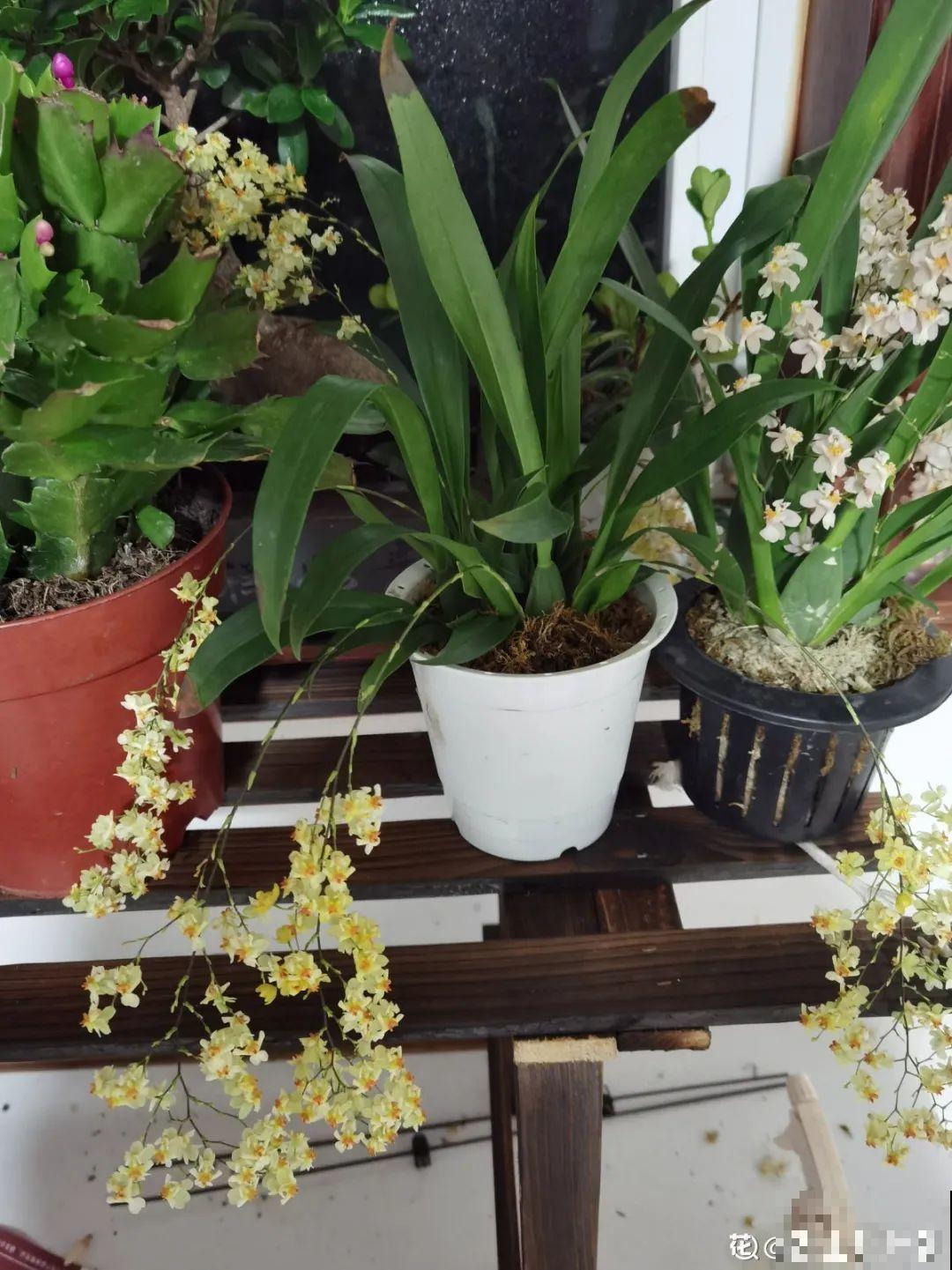 “短命”年宵花，买一盆枯一盆，太心疼
