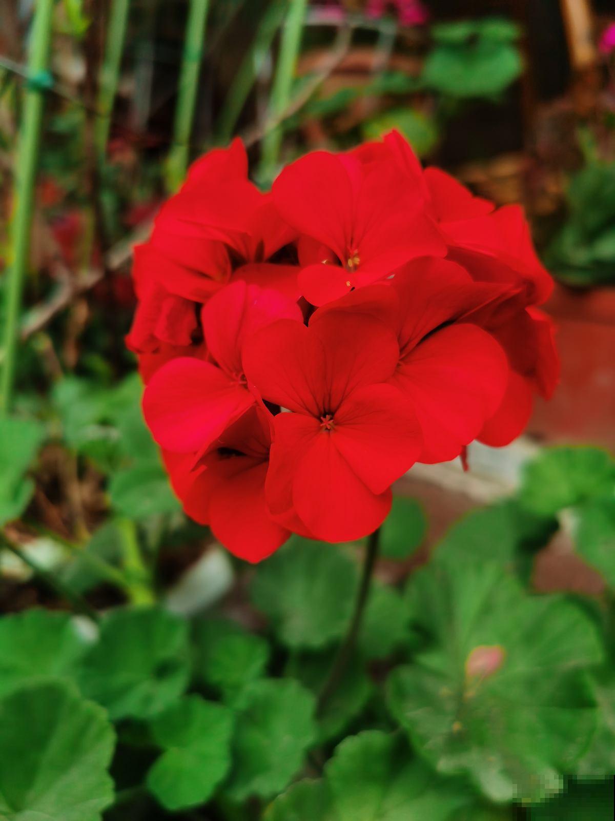 4种花寓意好，开花红得像火，预示一年日子热闹红火