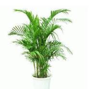 散尾葵是“天然加湿器”，叶子油绿，清新养眼！