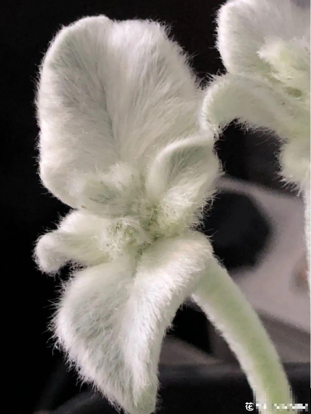 农村树上长出大萝卜?开出灯笼花,价格贵的出奇! 农村树上长出大萝卜?开出灯笼花,价格贵的出奇!