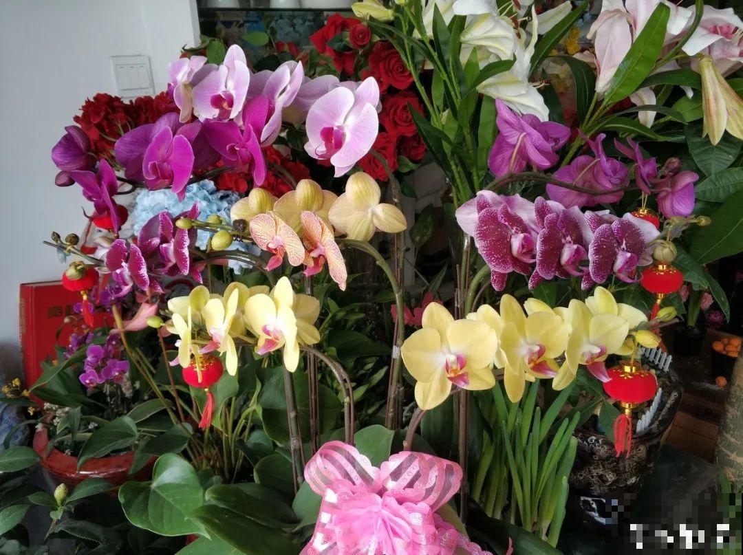 腊月买花，集齐“福禄寿”，才算好兆头