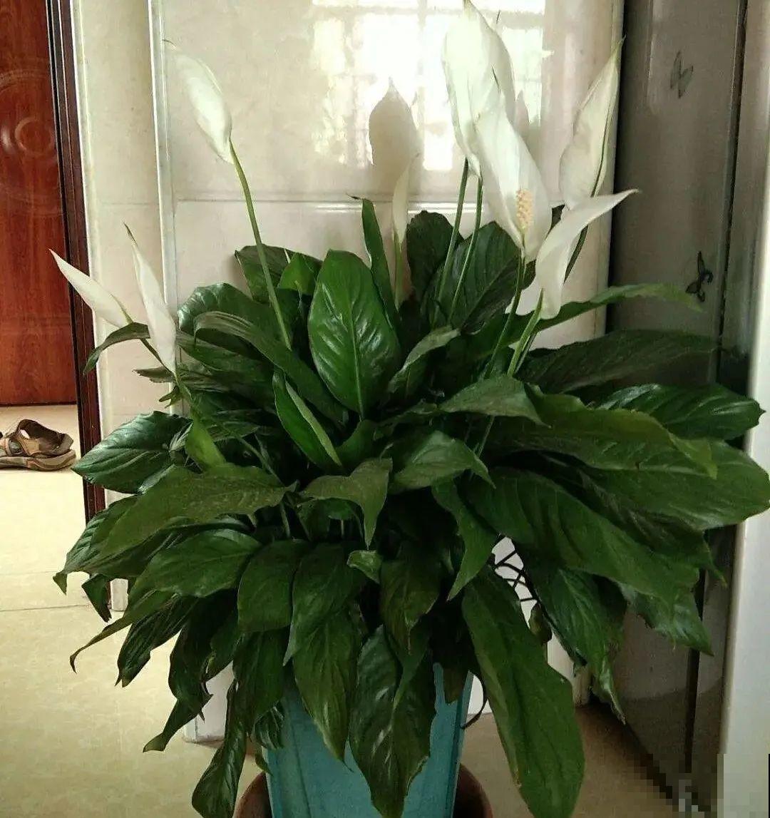 5度以下,常见的21种花必须断水,不然都烂根了 5度以下,常见的21种花必须断水,不然都烂根了