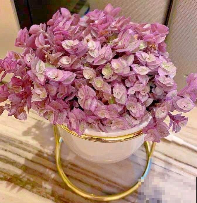 4种花天生粉色，不光好养，还春意浓浓，适合养在家里