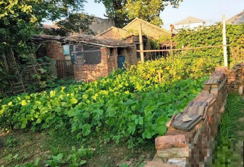 5年的花园，消失只要3天，全没了……