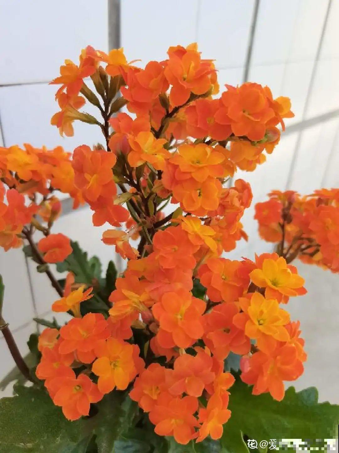 不同的花要摆在不同地方，摆对了才好看，摆错了看着糟心！