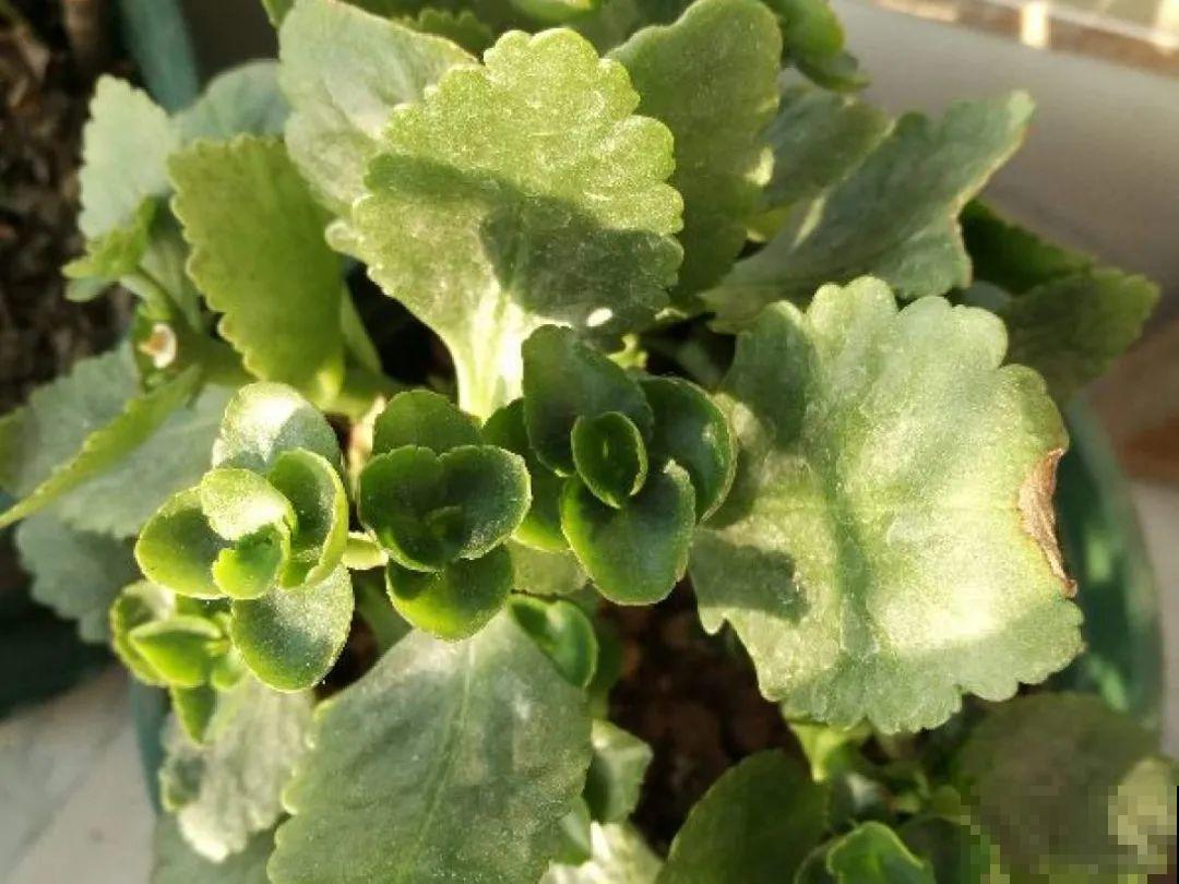 水仙要想开花,坚决不能长成高个子,不然今年没花看! 水仙要想开花,坚决不能长成高个子,不然今年没花看!