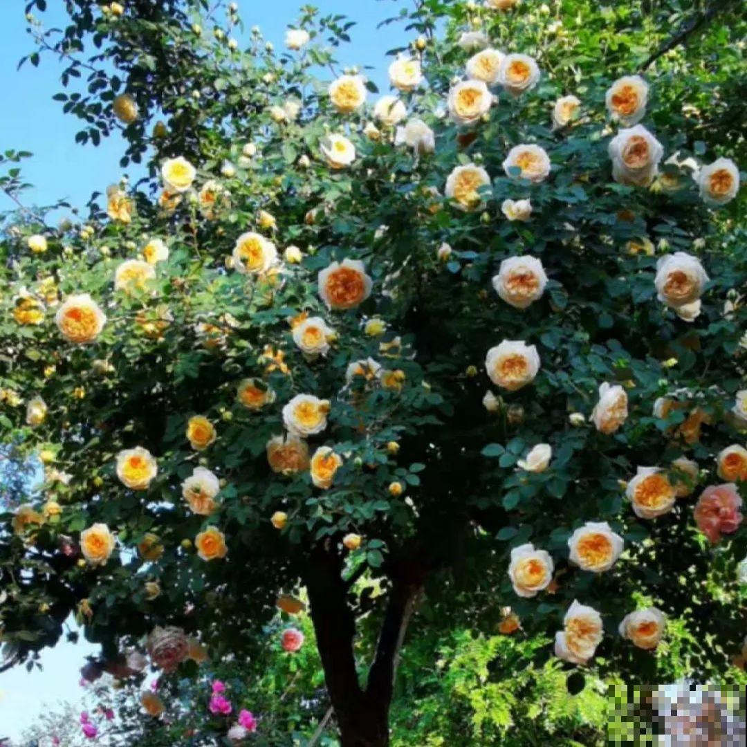 鱼肠肥、大骨粉，现在埋几勺，春天开花上百朵