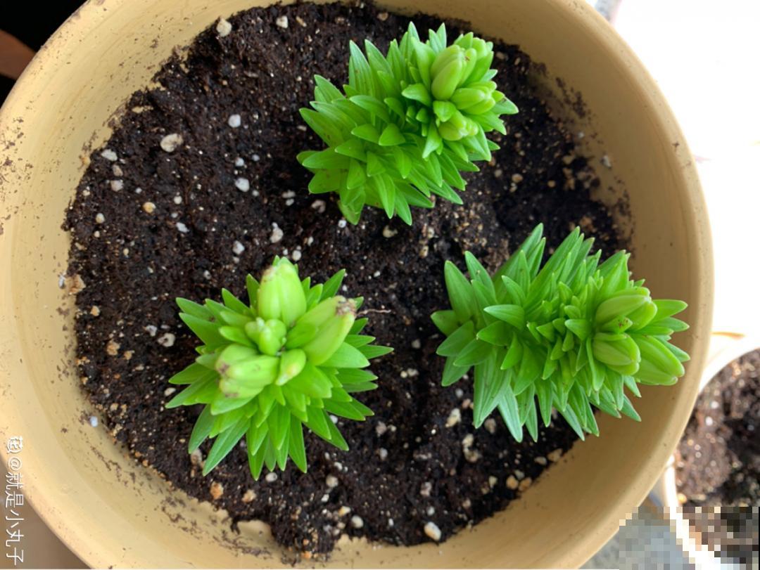 带花芽的枝条不能修剪，未来全是花苞，一剪就亏了