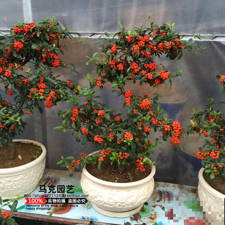 小时候当成柴火烧的花，现在几十块钱一盆，还不便宜！