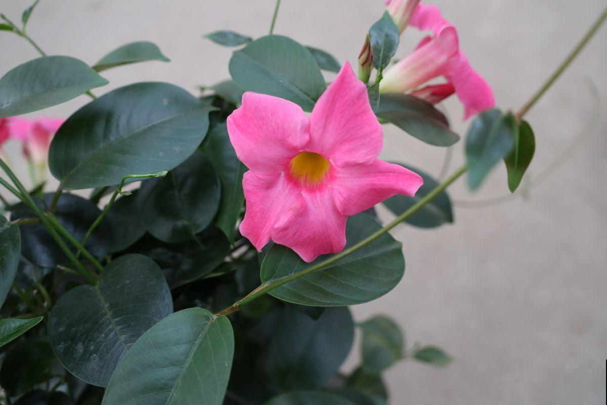 有毒的花卉，只能观赏，还是别在家养了！