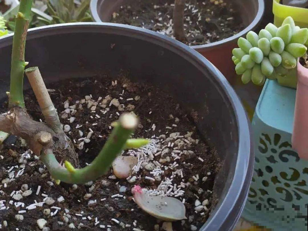 腊月养花禁忌，一定要保暖，不然花很快就死