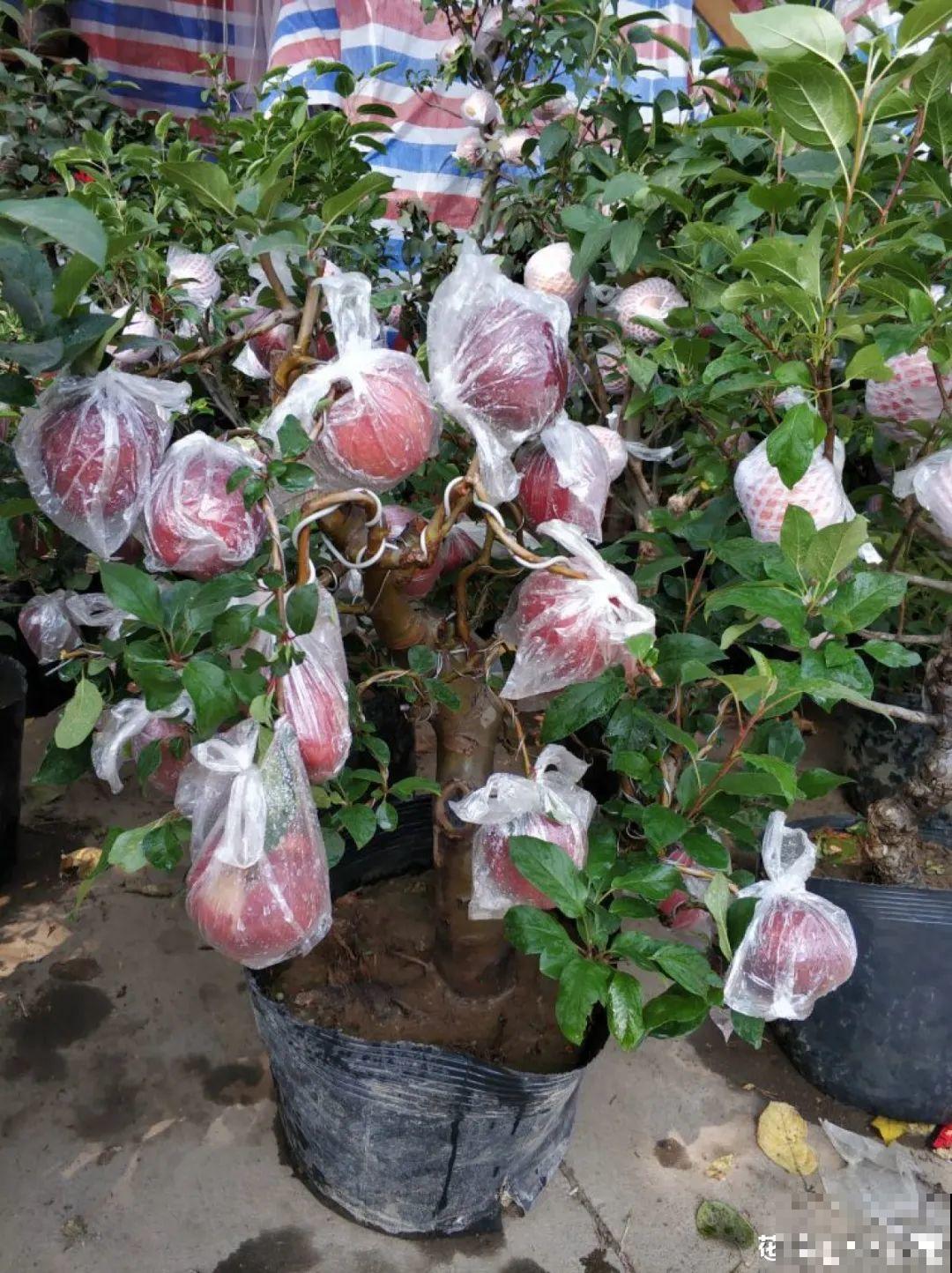 1盆苹果卖300块,为啥这么贵,难道是金苹果? 1盆苹果卖300块,为啥这么贵,难道是金苹果?