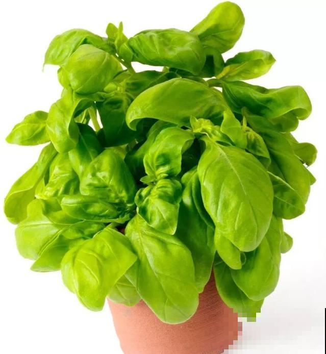 养这5种香草植物，好闻又好看，家里连香料都省了！