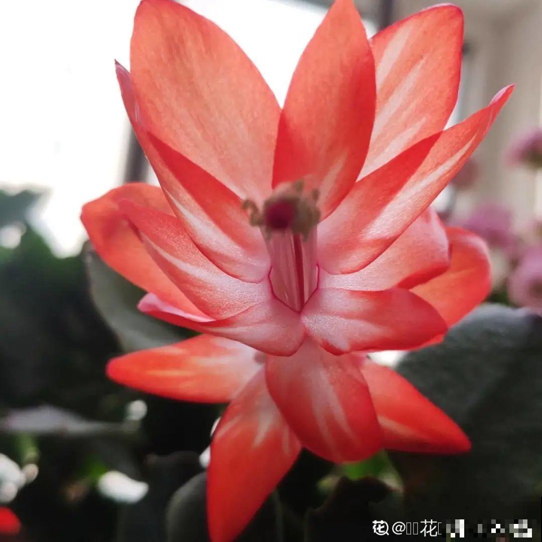 上万块的蟹爪兰，开花像烟花，养过的人不多