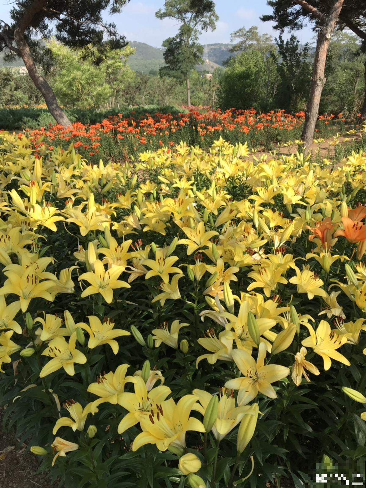 空地上撒把种子,明年春天就发芽,开出大片花海 空地上撒把种子,明年春天就发芽,开出大片花海