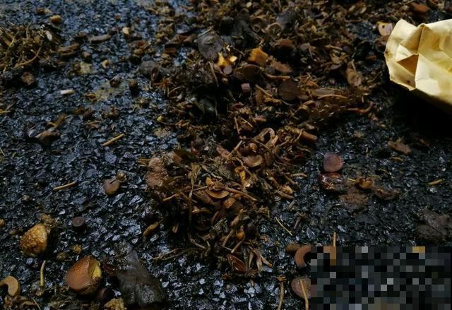 熬中药剩下的药渣，养花有奇效，倒掉太可惜了！