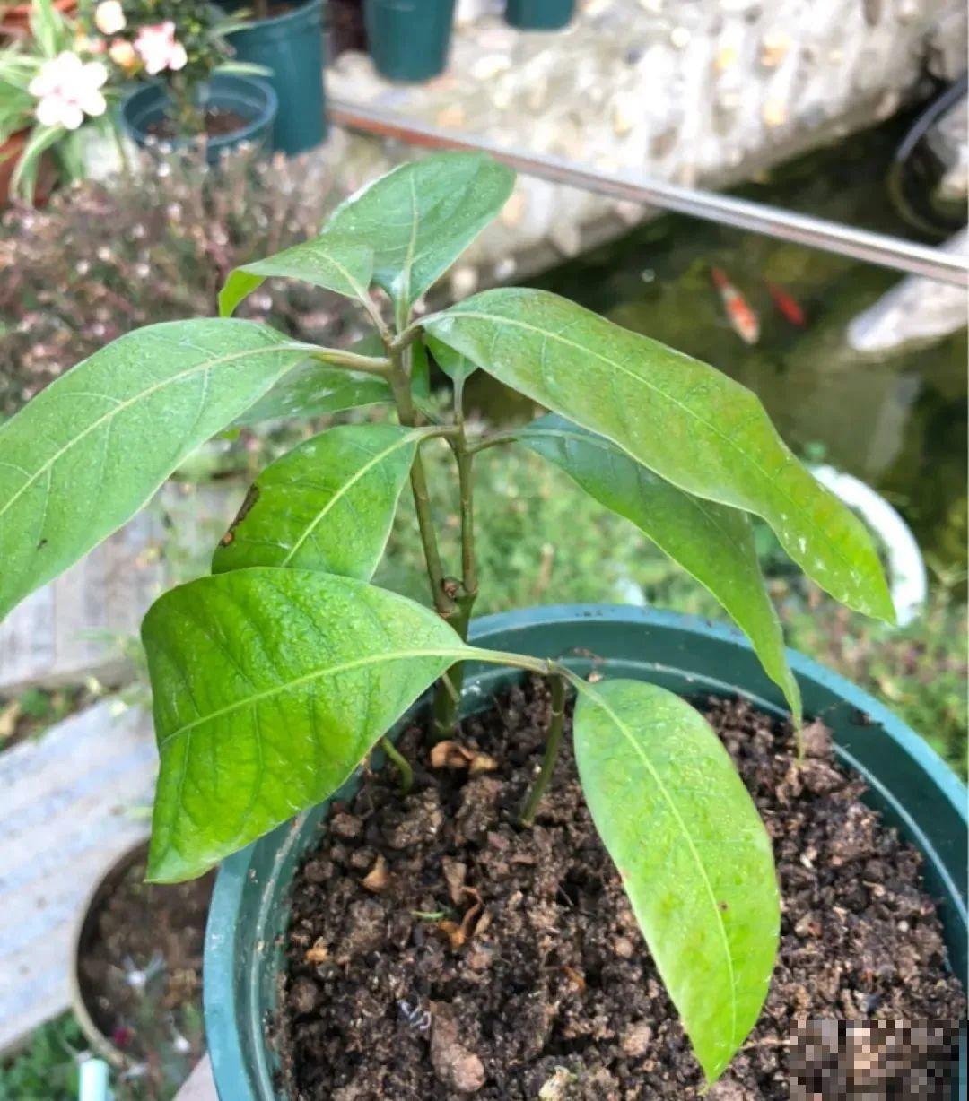吃完的水果核别丢，扔土里长出小嫩芽，俩月长成新盆栽