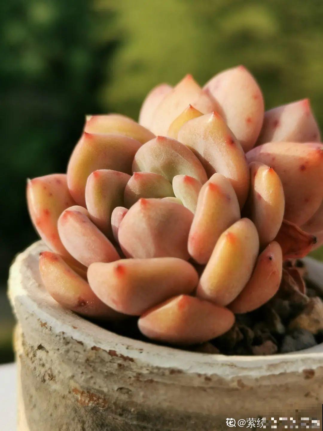 我在村里种多肉,盆盆状态美如画,城里人眼馋 我在村里种多肉,盆盆状态美如画,城里人眼馋