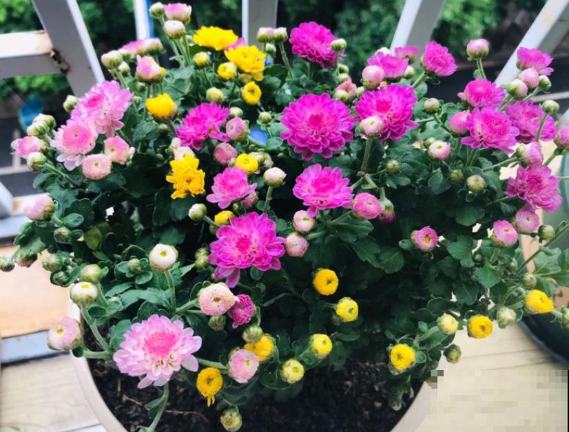 家里养盆千头菊，开花呼呼爆盆，一盆能开上百朵