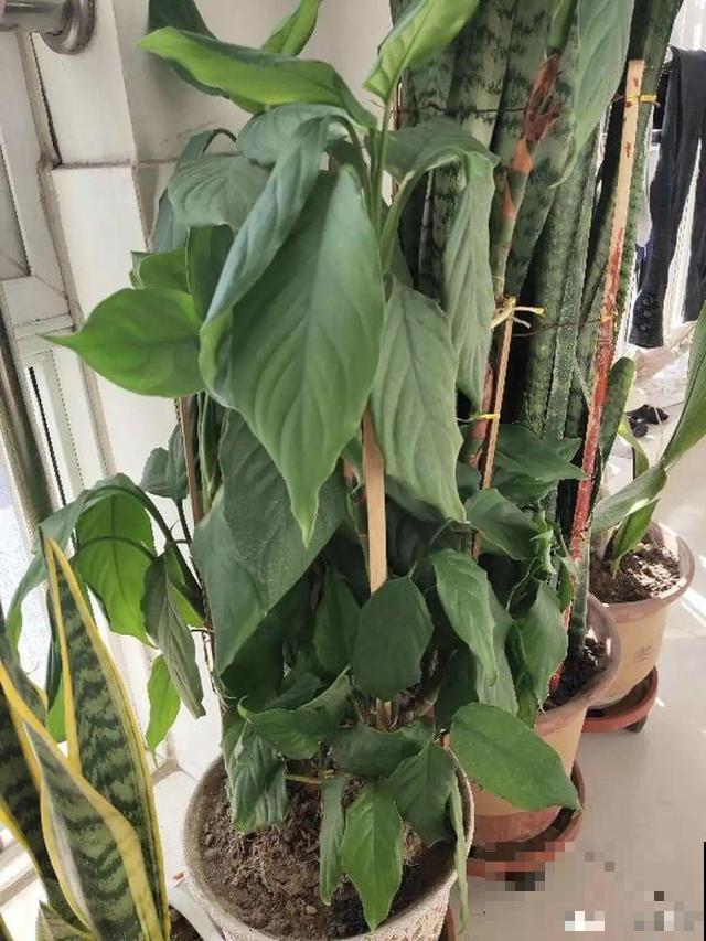 家里养这10种花,冻伤了要赶紧救,晚了就救不回来了 家里养这10种花,冻伤了要赶紧救,晚了就救不回来了