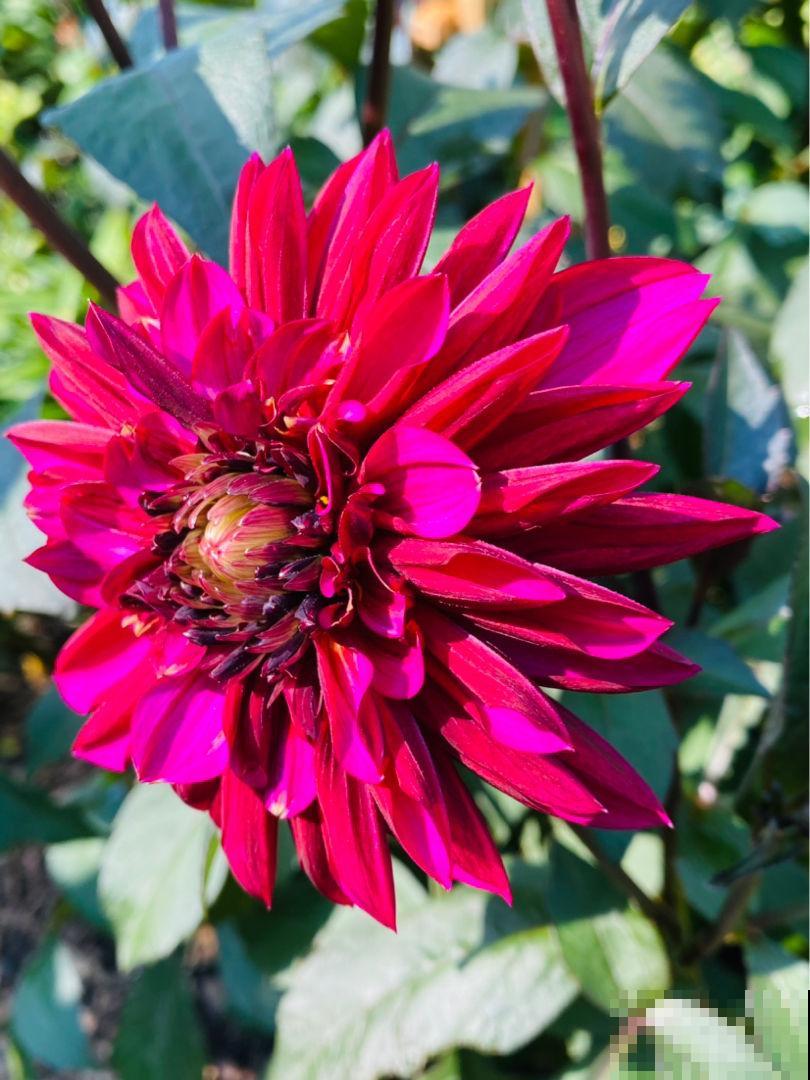 家里的小露台，养些喜欢的花，春天开成大花园