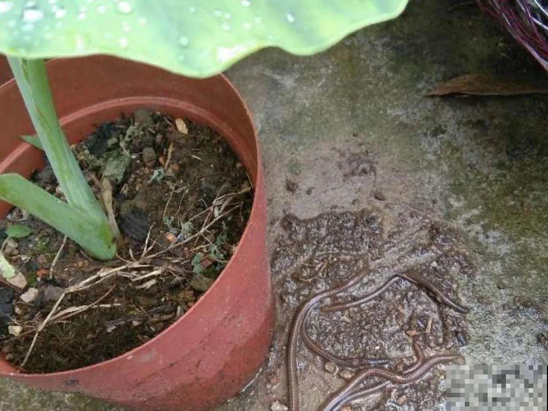 惊蛰之后，小虫乱飞，教你16种杀虫方法