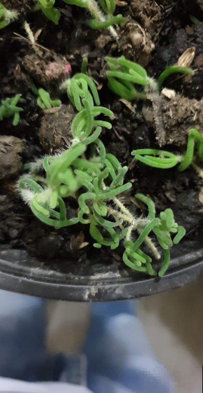 4种“徒神”多肉，太容易徒长，心累