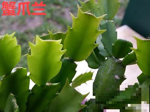 长寿花真是花如其名，长寿还爱爆盆，真是好兆头！